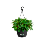 green basics hängeampel 28cm living schwarz